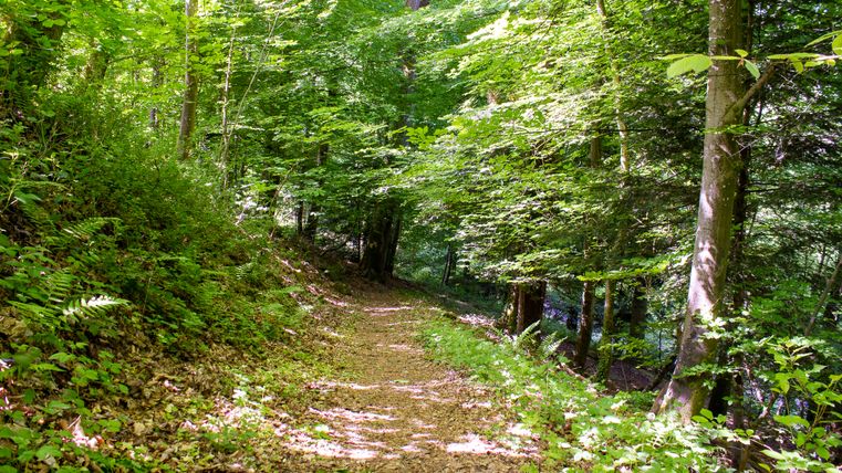 Ein schmaler Waldweg im Stadtwald "Hahn" in Kyllburg, umgeben von dichtem, grünem Laub und Sonnenlicht, das durch die Bäume fällt.