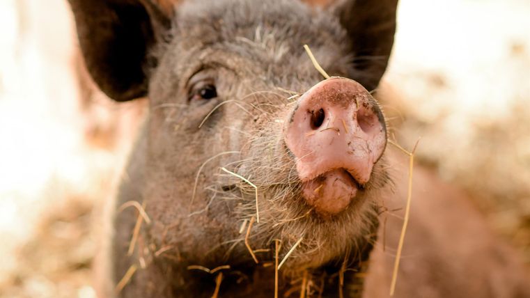 Ein nahes Portrait eines Schwarzwildschweins mit Stroh im Gesicht. Das Schwein hat eine neugierige Miene und einen sanften Blick.