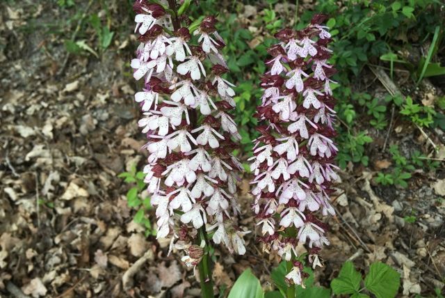 Zwei wilde Orchideen mit weißen und purpurfarbenen Blüten am Waldboden.