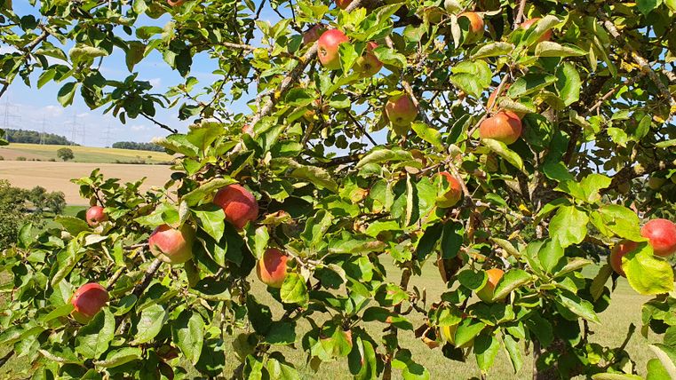 Ein Apfelbaum mit roten Äpfeln und grünen Blättern vor einer ländlichen Landschaft.