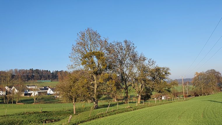 Landschaft mit grünen Feldern, Bäumen und einem Dorf im Hintergrund unter blauem Himmel.