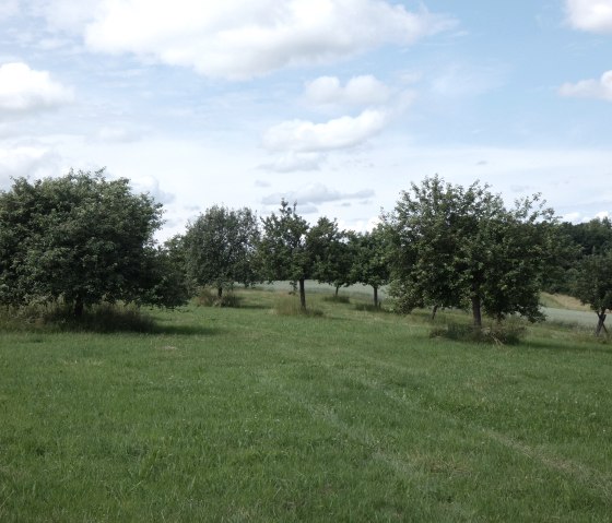 Green meadow with scattered fruit trees, blue sky with clouds. Idyllic landscape in the Kallenbach valley., © Tourist-Information Bitburger Land, Melanie Salzburger
