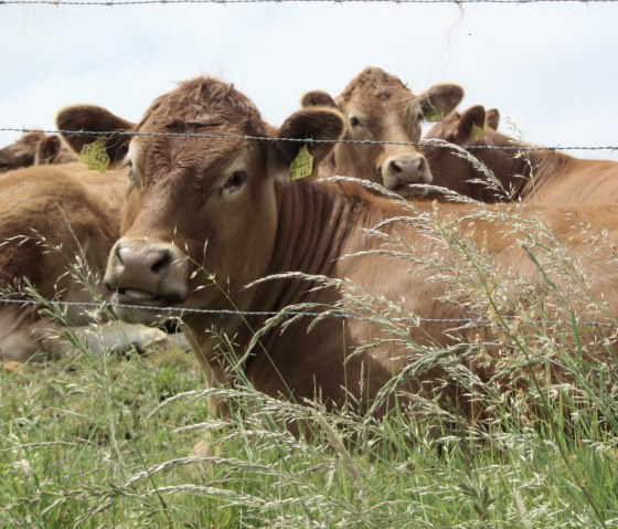 Braune Kühe liegen hinter einem Stacheldrahtzaun auf einer grünen Wiese. Im Vordergrund sind Gräser zu sehen., © M. Bach