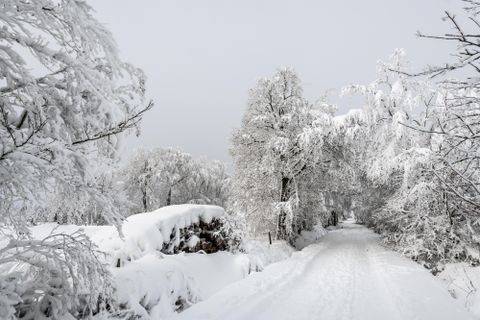 Ein verschneiter Weg führt durch eine winterliche Landschaft. Die Bäume sind schwer mit Schnee bedeckt und der Himmel ist grau.