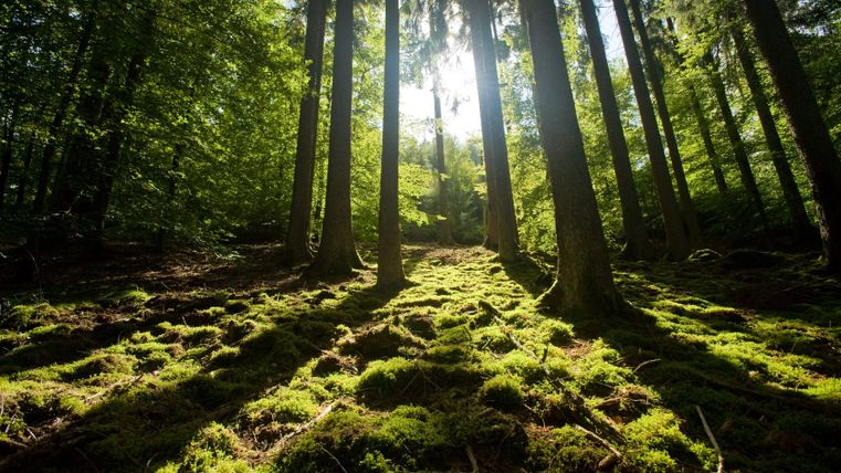 Sunlight falls through tall trees in a green forest with moss-covered ground.