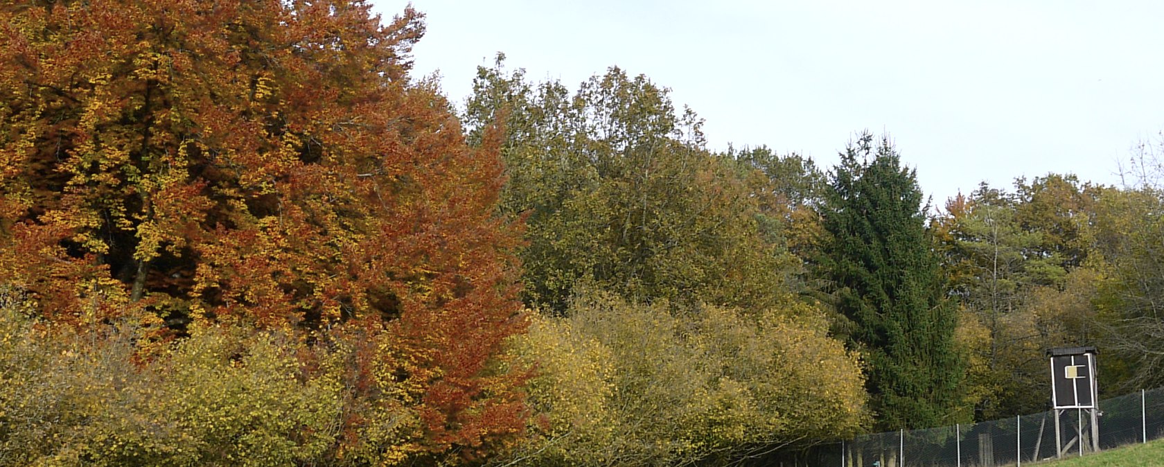 Bunte Herbstbäume am Waldrand mit einem Hochsitz und grünem Feld im Vordergrund., © Berscheid