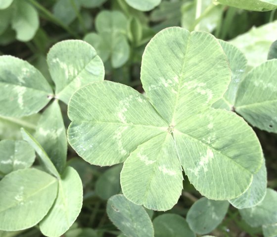 Un trèfle à quatre feuilles entouré de trèfles à trois feuilles dans une prairie verdoyante., © Tourist-Info Bitburger Land M.Mayer