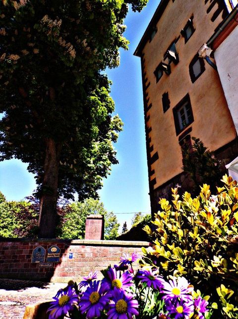 Ein historisches Gebäude mit Fachwerk und einem Baum im Vordergrund, umgeben von Blumen und Büschen.