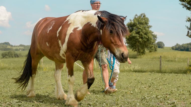 Ein braunes Pferd mit Weiß zieht an einer Leine. Im Hintergrund sind eine grüne Wiese und ein wolkiger Himmel zu sehen.