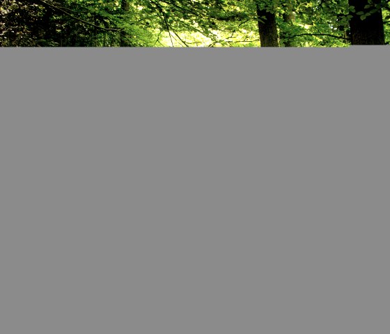 Un chemin forestier ombragé dans la forêt municipale de Hahn, bordé de grands arbres. Sur la gauche se trouve un banc en bois, le sol est recouvert de feuilles mortes., © Tourist-Information Bitburger Land_Monika Mayer