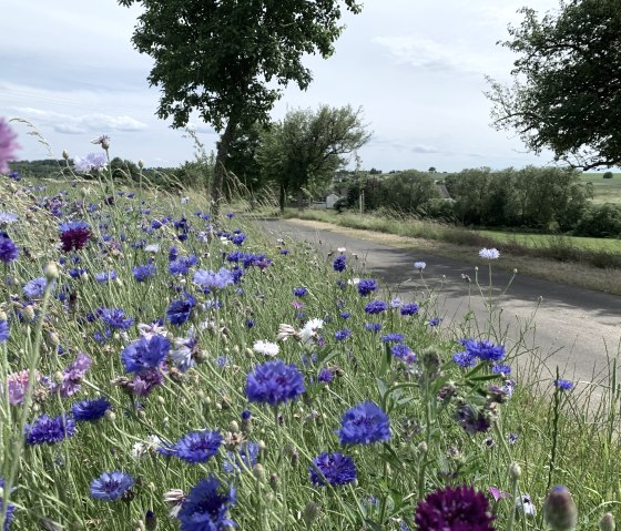Bloemenweide met blauwe en paarse bloesems aan de rand van het pad, omgeven door groen landschap en bomen., © Benjamin Milbach