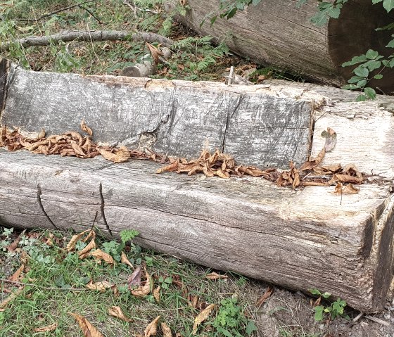 Een rustieke houten bank gemaakt van een boomstam, bedekt met herfstbladeren, staat in het bos. Omgeven door gras en bladeren biedt het een natuurlijke plek om te zitten., © TI Bitburger Land - Steffi Wagner