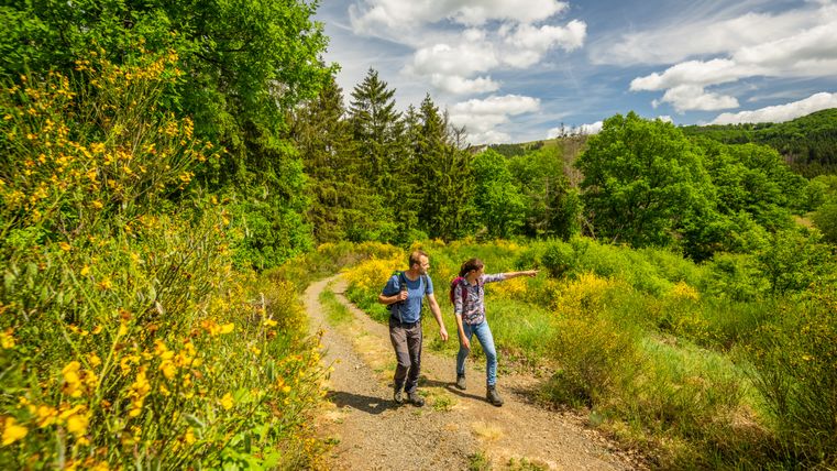 Zwei Personen wandern auf einem Pfad in einer grünen, bewaldeten Landschaft mit gelben Blumen.