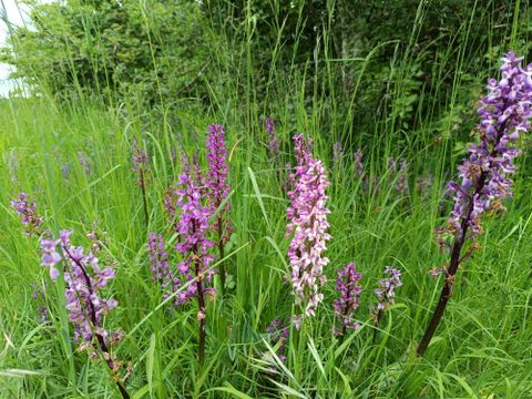 Une fleur violette se dresse au milieu de l'herbe verte. À l'arrière-plan, des arbres et un objet flou sont visibles.