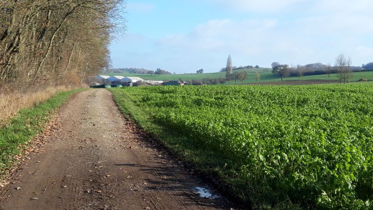 Landelijk pad in Wißmannsdorf met velden en bomen.