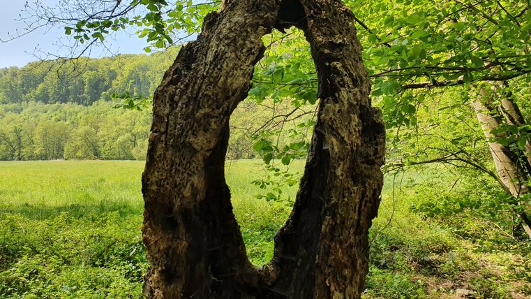 Ein hohler Baumstamm in einem grünen Wald mit Wiese im Hintergrund.