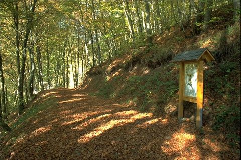 Ein Waldweg mit Herbstlaub bedeckt, rechts ein hölzernes Informationsschild.