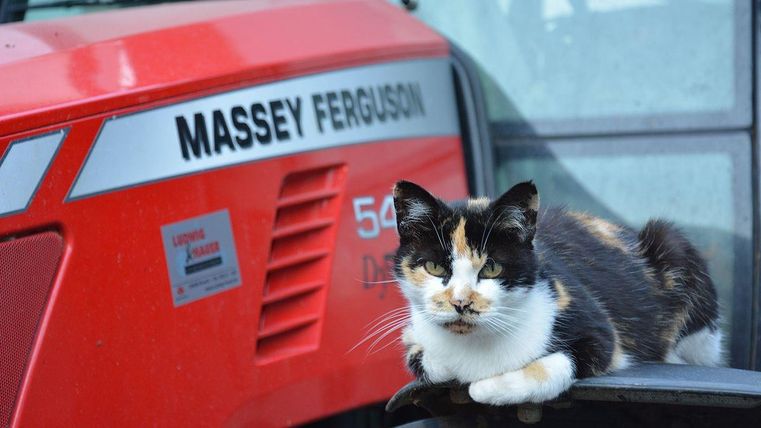 Eine Katze liegt entspannt auf einem Traktor der Marke Massey Ferguson. Der Traktor hat eine rote Farbe und steht im Freien.