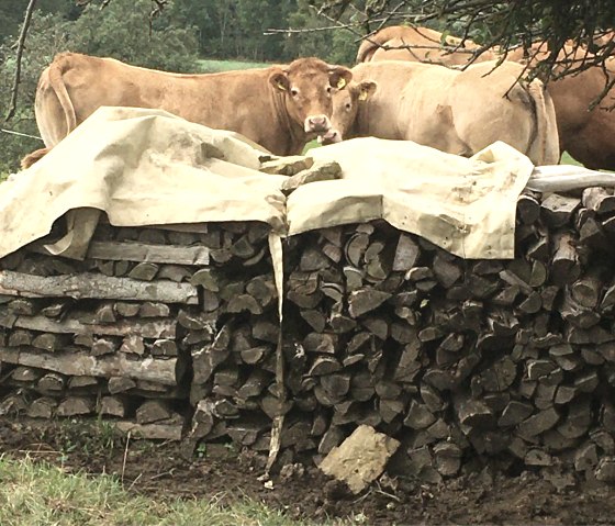Deux vaches se tiennent derrière un tas de bois recouvert d'une bâche dans une prairie., © Tourist-Info Bitburger Land M.Mayer