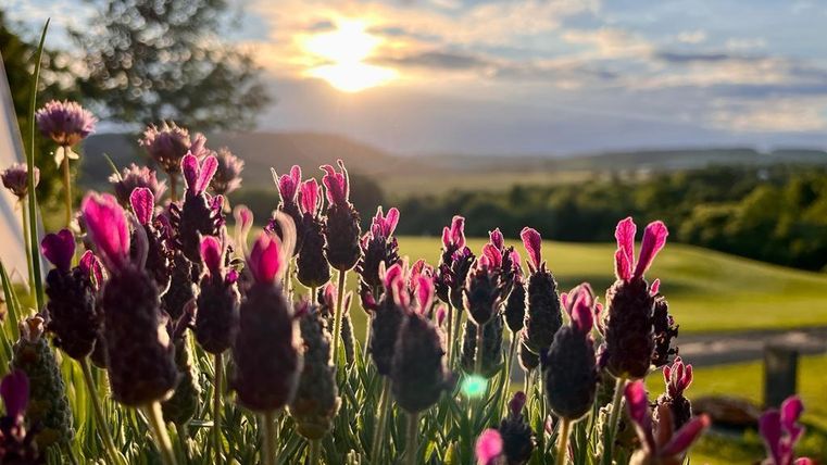 Ein schöner Sonnenuntergang über einer Landschaft, mit Lavendelblüten im Vordergrund. Die Farben strahlen Ruhe und natürliche Schönheit aus.