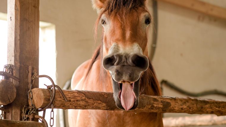 Ein fröhliches Pferd schaut aus seiner Box. Es hat die Zunge herausgestreckt und wirkt neugierig.