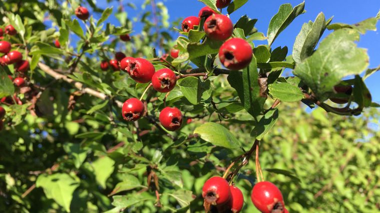 Nahaufnahme von roten Beeren an einem Strauch mit grünen Blättern vor blauem Himmel.