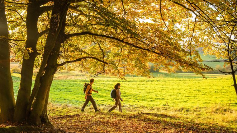 Deux personnes se promènent dans une forêt automnale. Les arbres sont colorés et la pelouse brille d'un vert éclatant.