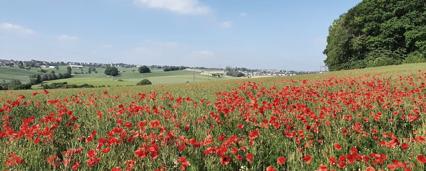 Un vaste champ de coquelicots s'étend sous un ciel bleu, bordé d'arbres verts. En arrière-plan, on aperçoit des champs et une agglomération., © Tourist Information Bitburger Land