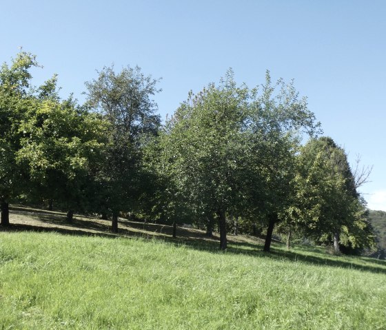 Une verte prairie avec plusieurs arbres sous un ciel bleu et clair. Le paysage semble calme et idyllique., © TI Bitburger Land