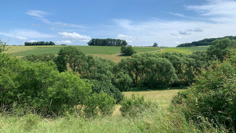 Landschaft mit grünen Feldern und Bäumen unter blauem Himmel.