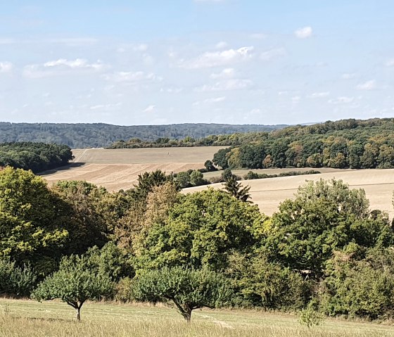 Vue d'un pré-verger avec des arbres verts au premier plan et de vastes champs ainsi que des collines boisées en arrière-plan sous un ciel bleu., © TI Bitburger Land - Steffi Wagner