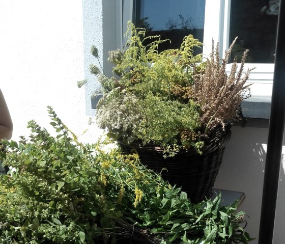 Krautwisch, &copy; Melanie Salzburger