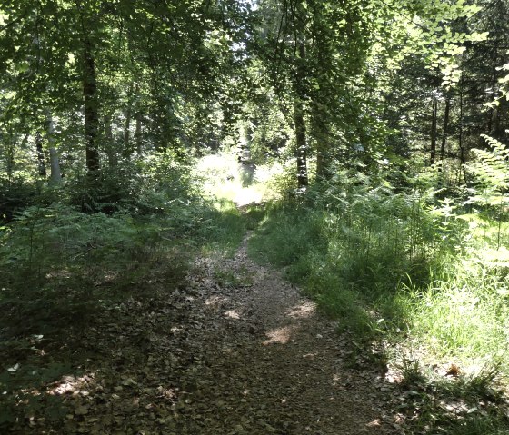 Ein schmaler Pfad führt durch einen dichten, grünen Wald. Sonnenlicht fällt durch die Blätter und beleuchtet den Weg., © TI Bitburger Land