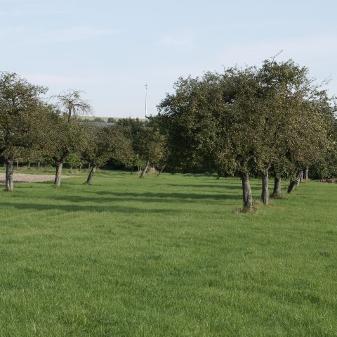 Green orchard meadow with fruit trees, next to it a narrow path. A hiker in a red jacket walks along the path., © Berscheid
