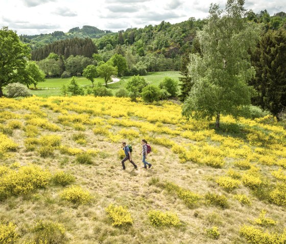 Zwei Wanderer gehen durch eine Landschaft mit blühendem gelbem Ginster, umgeben von grünen Wiesen und Bäumen., © Eifel Tourismus GmbH, Dominik Ketz