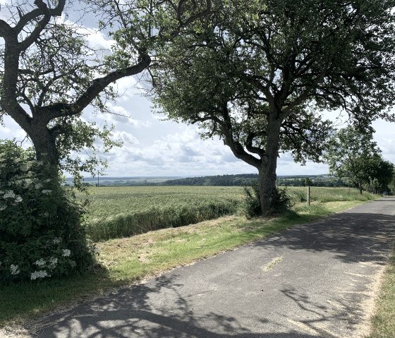 Eine asphaltierte Landstraße führt durch eine grüne Landschaft mit Bäumen und Feldern unter einem bewölkten Himmel., © B. Milbach