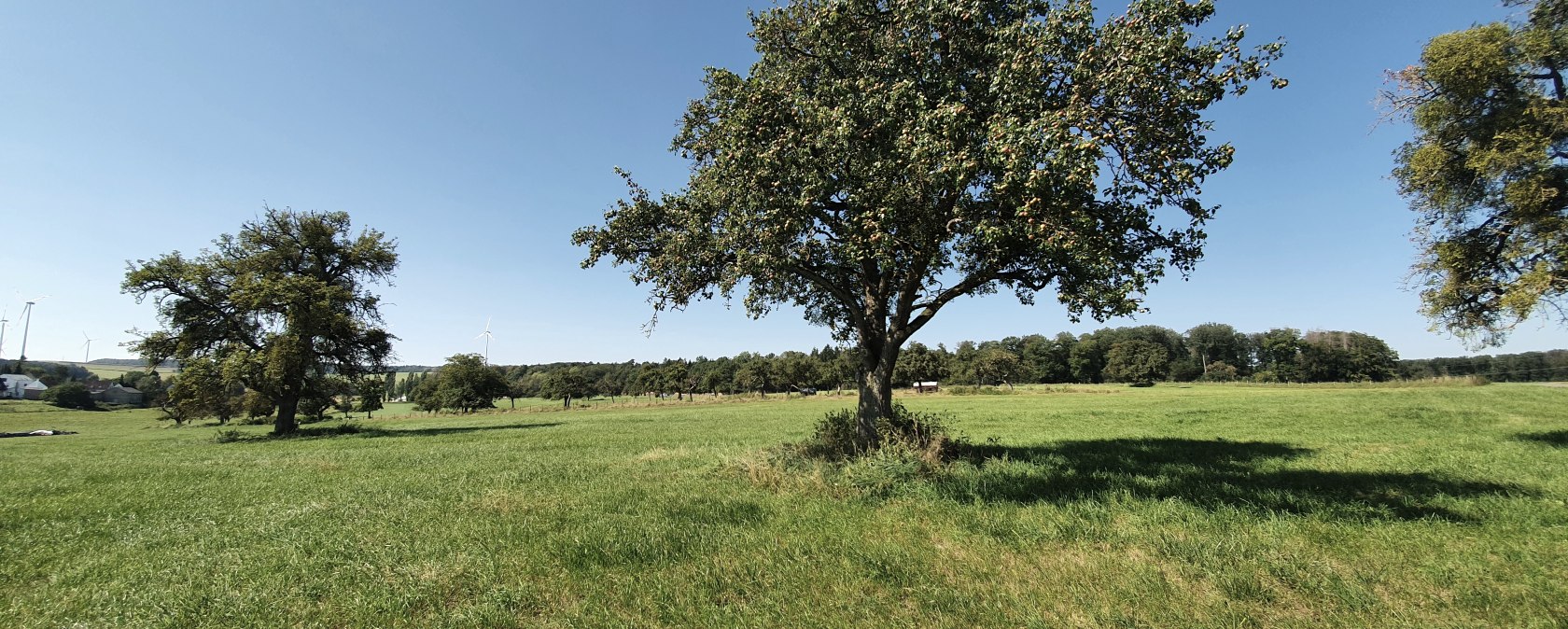 Weite grüne Wiese mit Obstbäumen und blauem Himmel in Idesheim. Im Hintergrund sind Windräder und Wälder zu sehen., © TI Bitburger Land