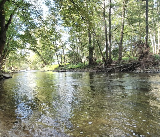 Ein ruhiger Fluss fließt durch einen Wald, umgeben von grünen Bäumen und einem sandigen Ufer. Sonnenlicht fällt durch das Blätterdach., © TI Bitburger Land, Steffi Wagner