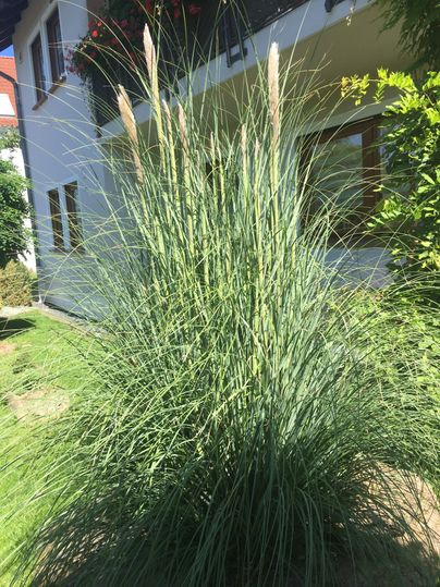 Een grote grasplant met lange, smalle bladeren staat in een tuin. Op de achtergrond is een gebouw met ramen en planten te zien.