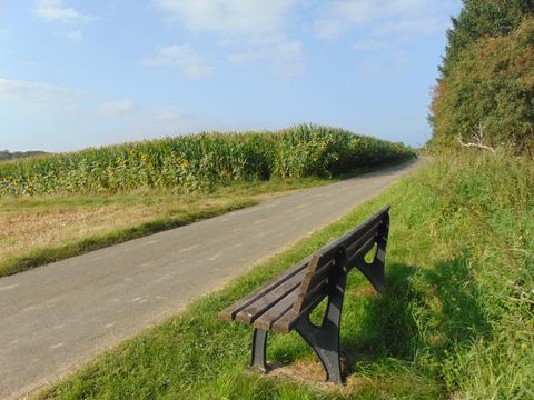 Eine Holzbank steht an einem asphaltierten Weg neben einem Feld mit Sonnenblumen und Mais.