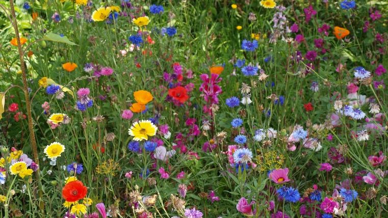 Ein bunter Blumenfeld mit einer Vielzahl von Wildblumen in verschiedenen Farben. Die lebhaften Blüten verleihen der Szene eine fröhliche Atmosphäre.