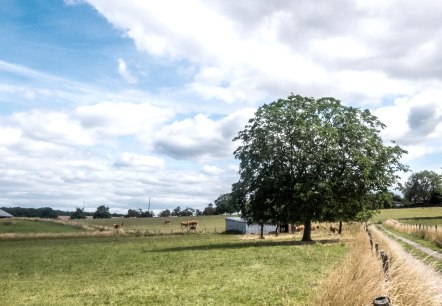 Gr&uuml;ne Wiesen mit einem gro&szlig;en Baum und einem Feldweg, umgeben von Weiden und B&auml;umen unter einem bew&ouml;lkten blauen Himmel., &copy; TI Bitburger Land