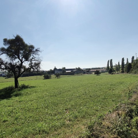 Grüne Wiese mit einem Baum, im Hintergrund ein Dorf und Windräder, unter klarem, blauem Himmel., © TI Bitburger Land