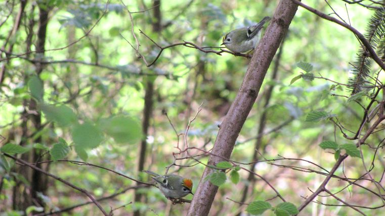 Zwei kleine Vögel auf einem Ast im Wald.