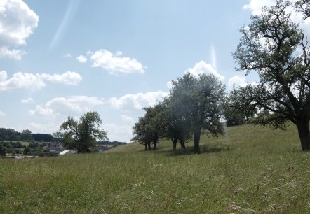 Grüne Streuobstwiese mit vereinzelten Bäumen unter blauem Himmel und weißen Wolken., © TI Bitburger Land