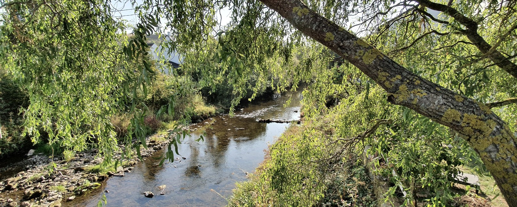 Une rivière calme coule sous un arbre aux branches pendantes et au feuillage vert. La lumière du soleil passe à travers les feuilles., © TI Bitburger Land