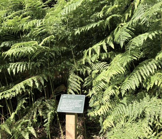 An information board stands in front of a lush stand of ferns in the forest. The green fern leaves are dense and lush., © TI Bitburger Land