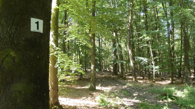 Waldweg mit Baum und Schild des Eifelvereins.