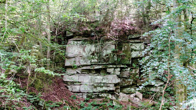 Ein Buntsandsteinfelsen im Wald, umgeben von Bäumen und Vegetation.
