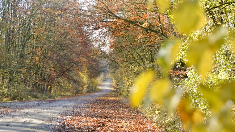 Ein herbstlicher Waldweg mit buntem Laub auf dem Boden und Bäumen auf beiden Seiten.